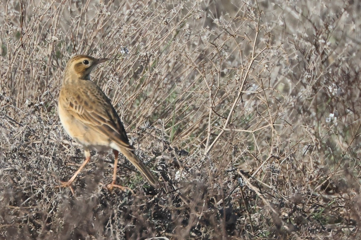 Richard's Pipit - ML647577505