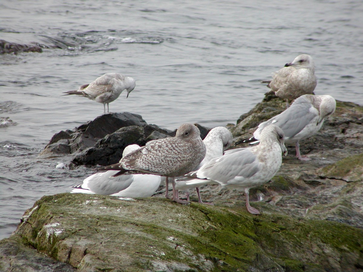 アイスランドカモメ（亜種 カナダカモメ） - ML647577507
