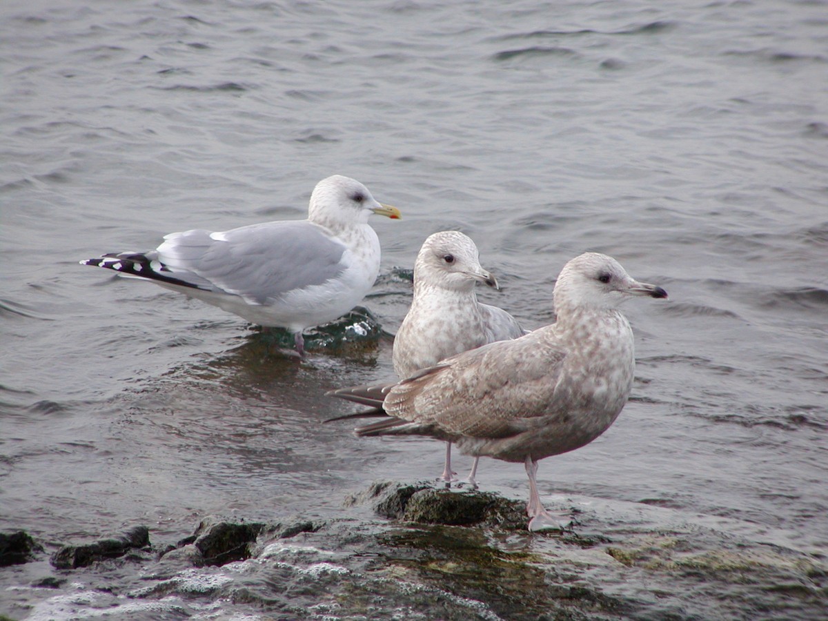 アイスランドカモメ（亜種 カナダカモメ） - ML647577508