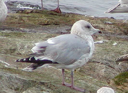 アイスランドカモメ（亜種 カナダカモメ） - ML647577509