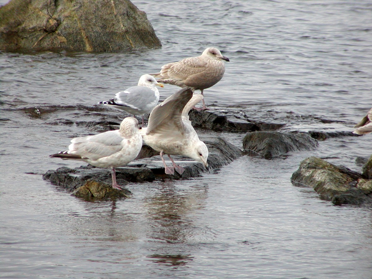 アイスランドカモメ（亜種 カナダカモメ） - ML647577510