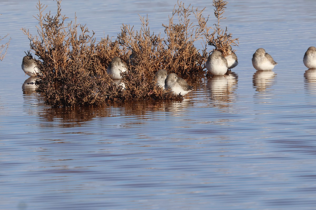 Bécasseau variable - ML647577513