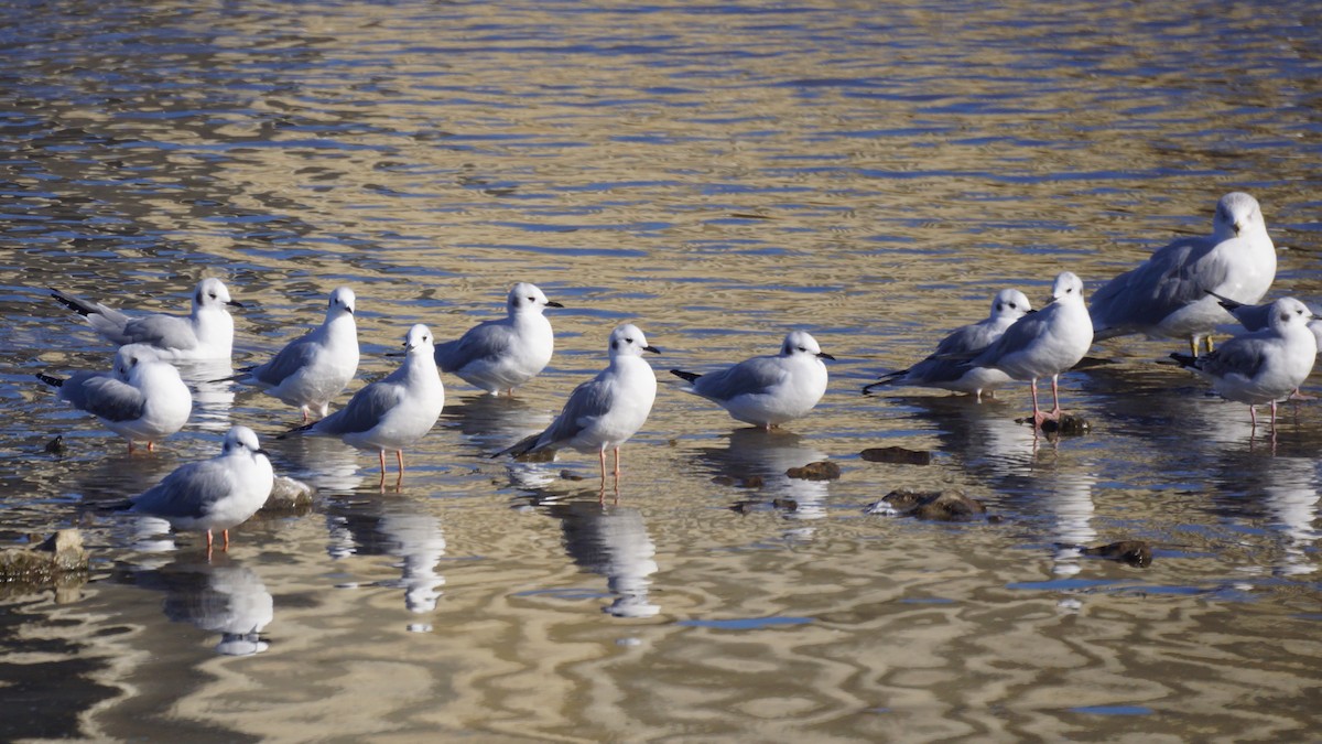 Bonaparte's Gull - ML647577514