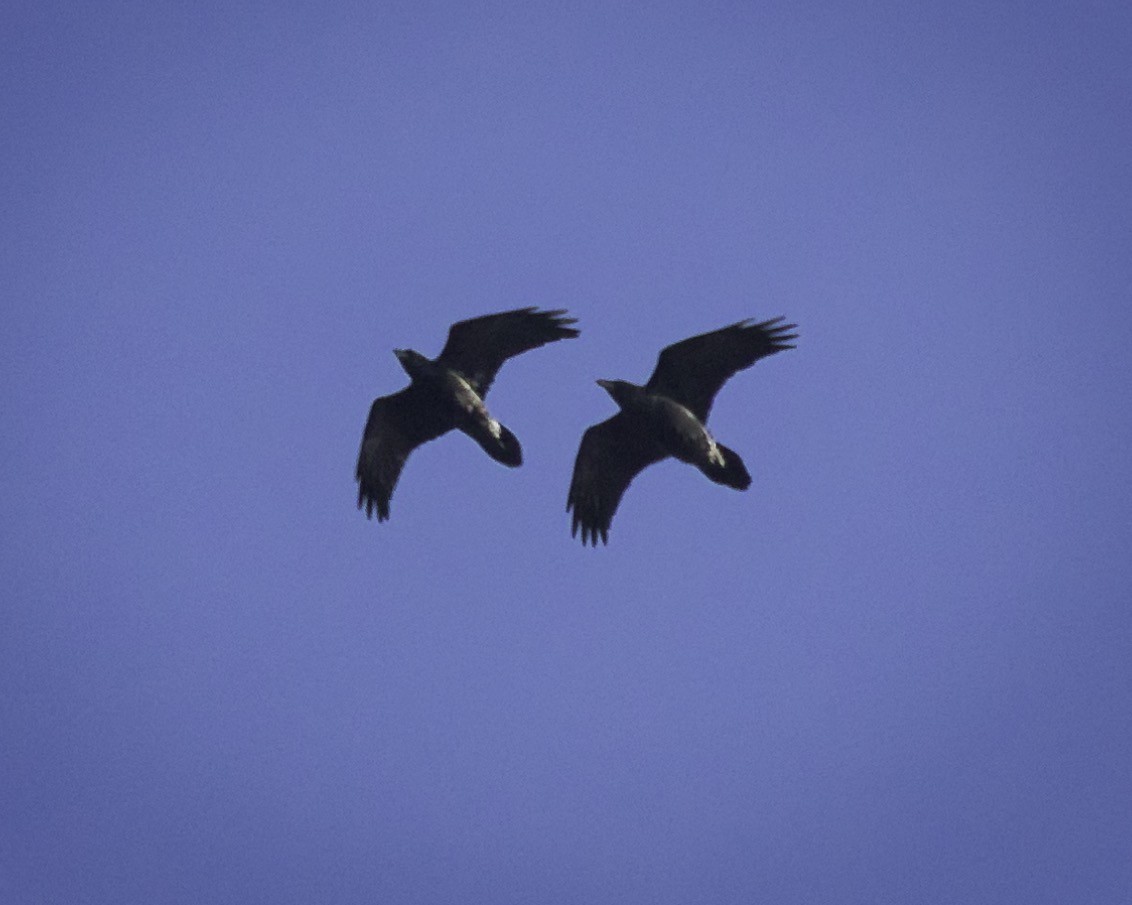 עורב שחור - ML647577520