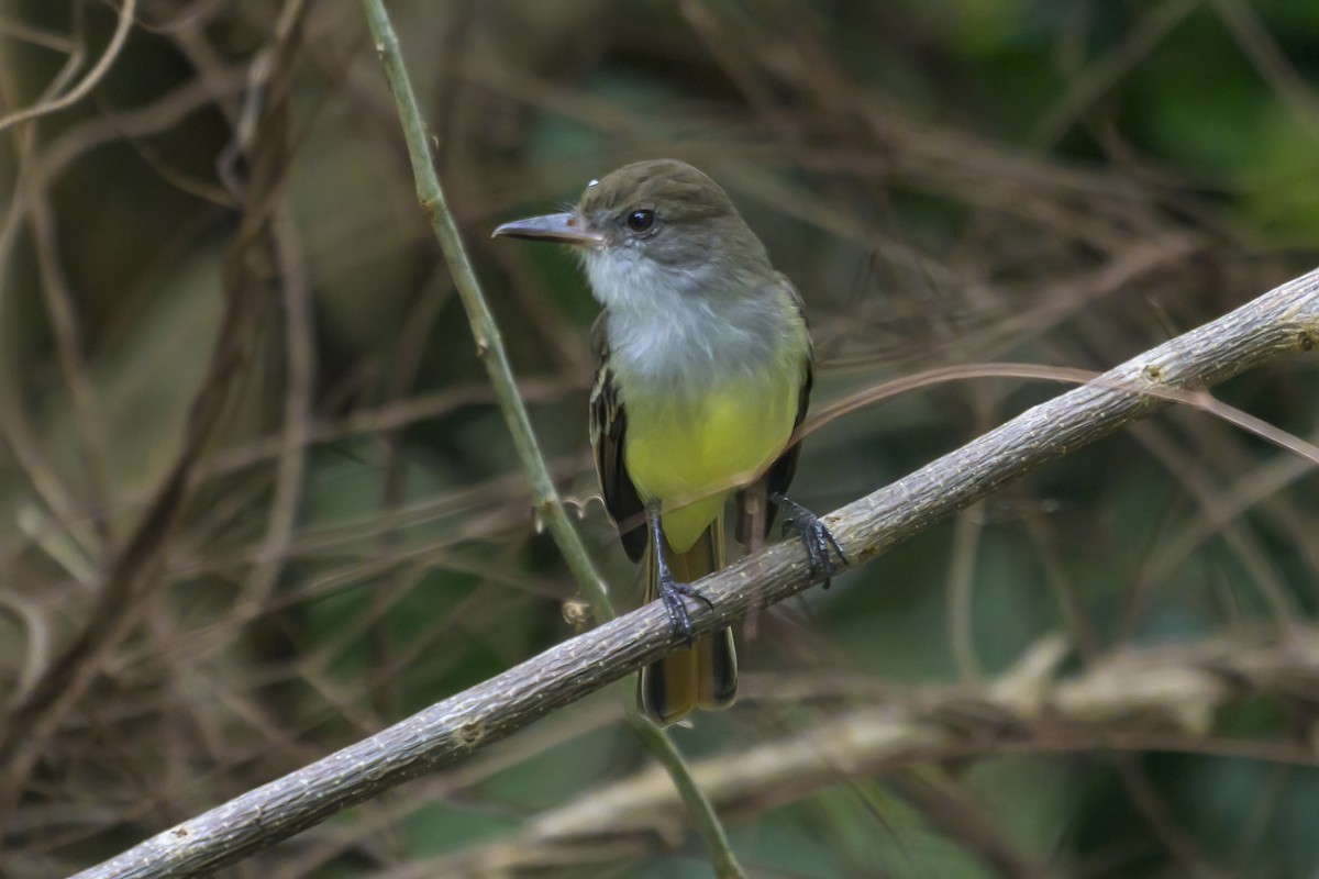 Grenada Flycatcher - ML647577524