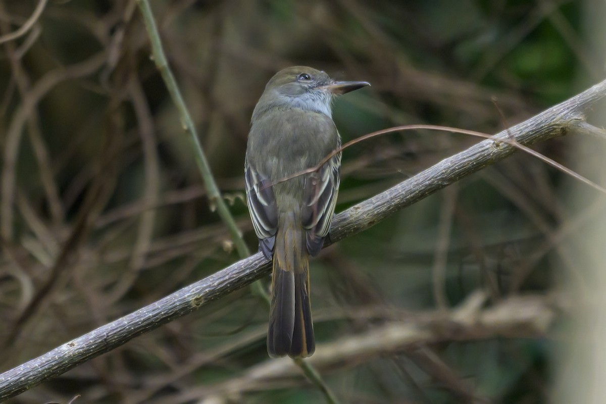 Grenada Flycatcher - ML647577525