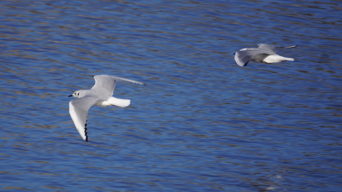 Bonaparte's Gull - ML647577529