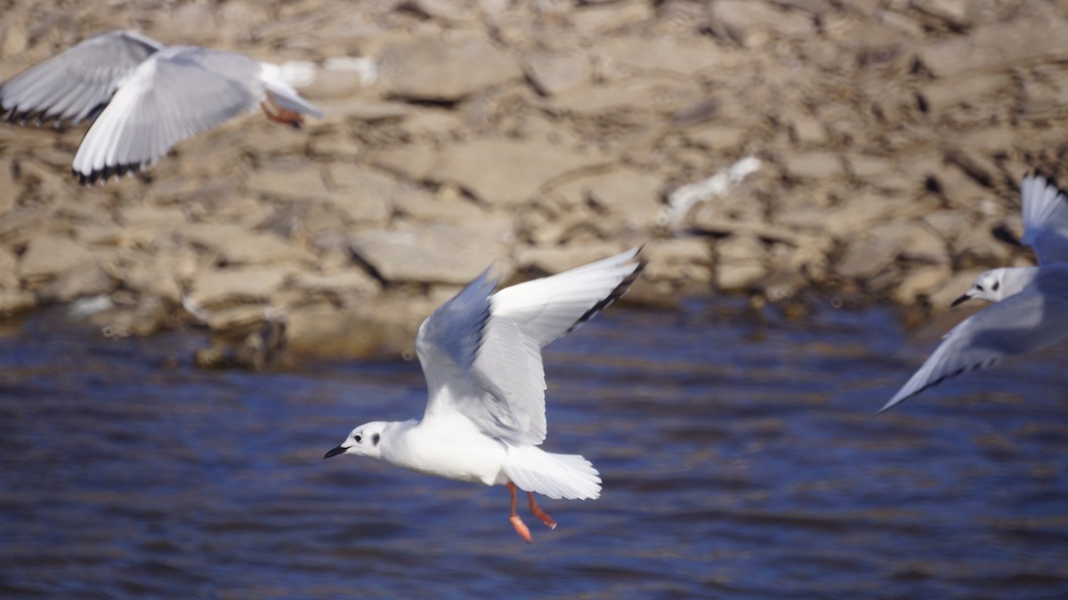 Bonaparte's Gull - ML647577530
