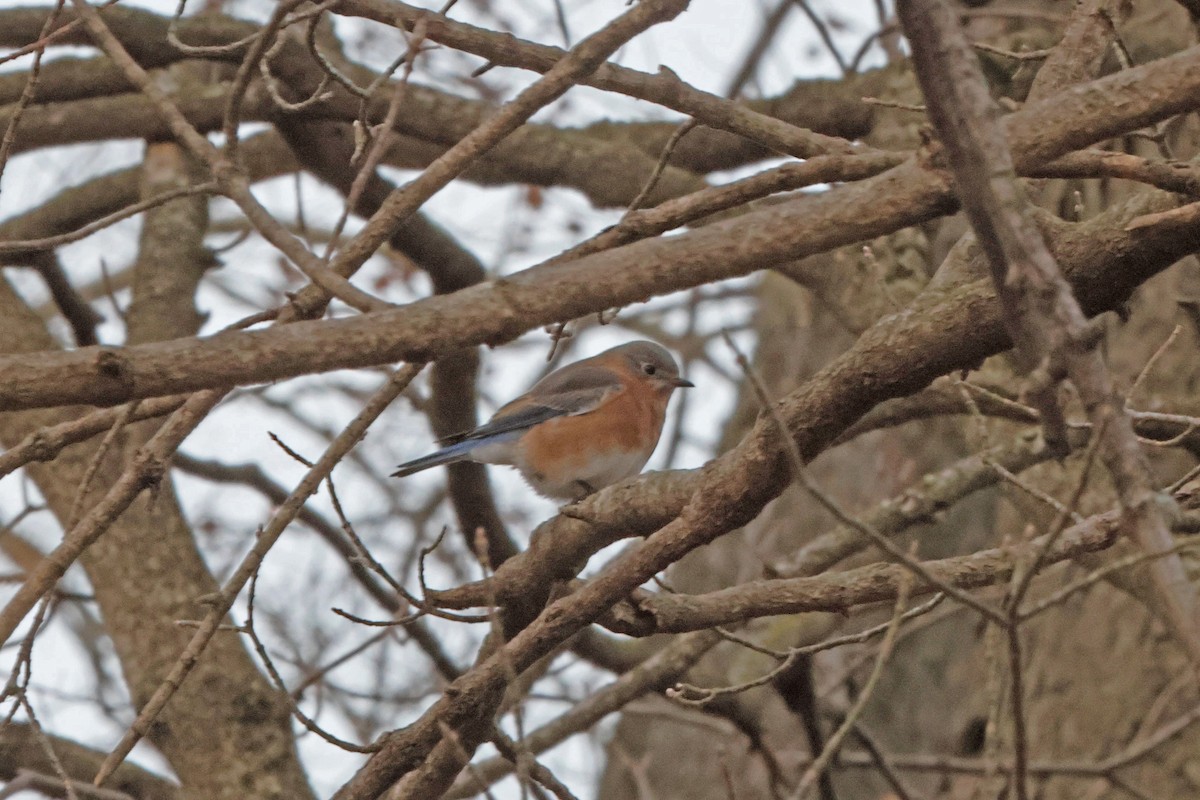 Eastern Bluebird - ML647577532