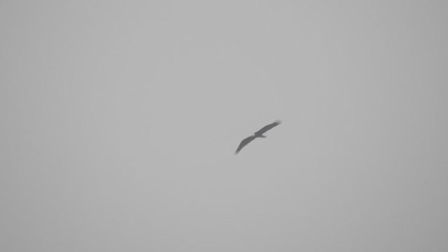 Орлан білоголовий - ML647577538