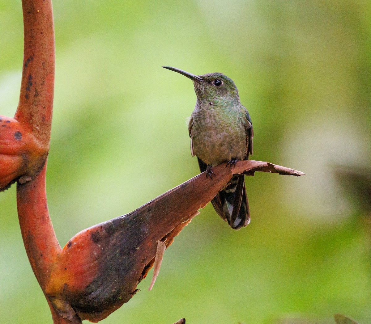 Scaly-breasted Hummingbird - ML647577551