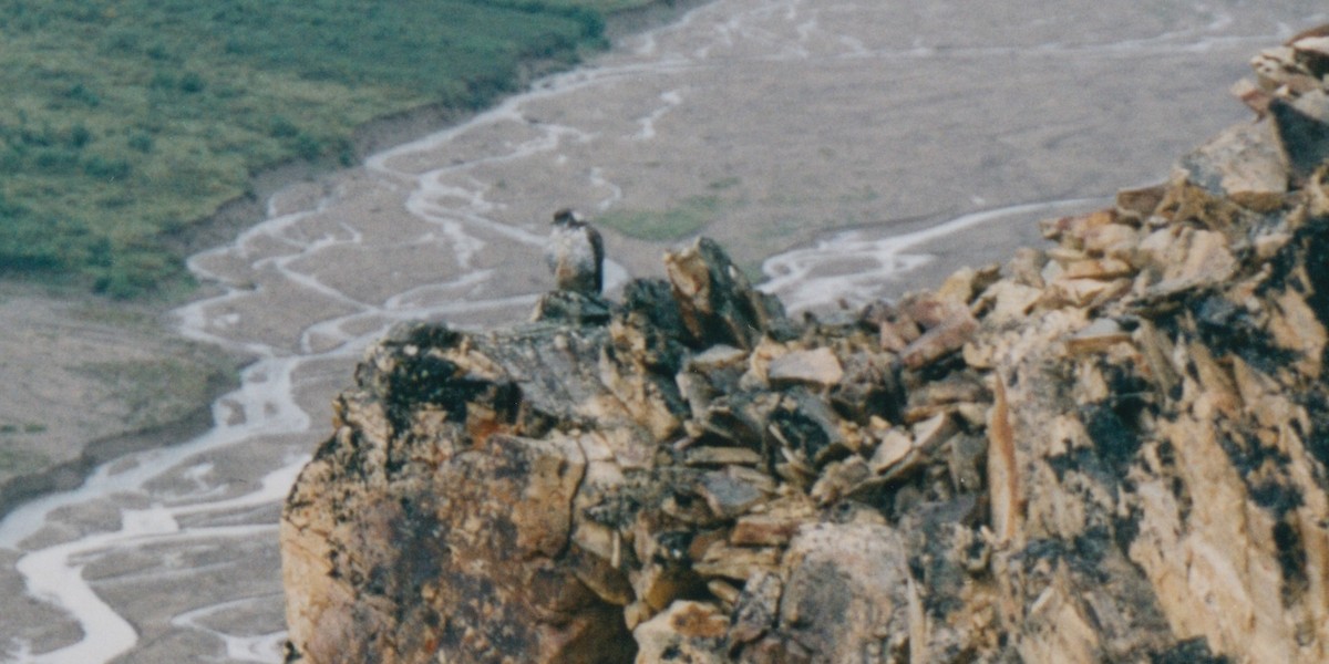 Gyrfalcon - ML647577554