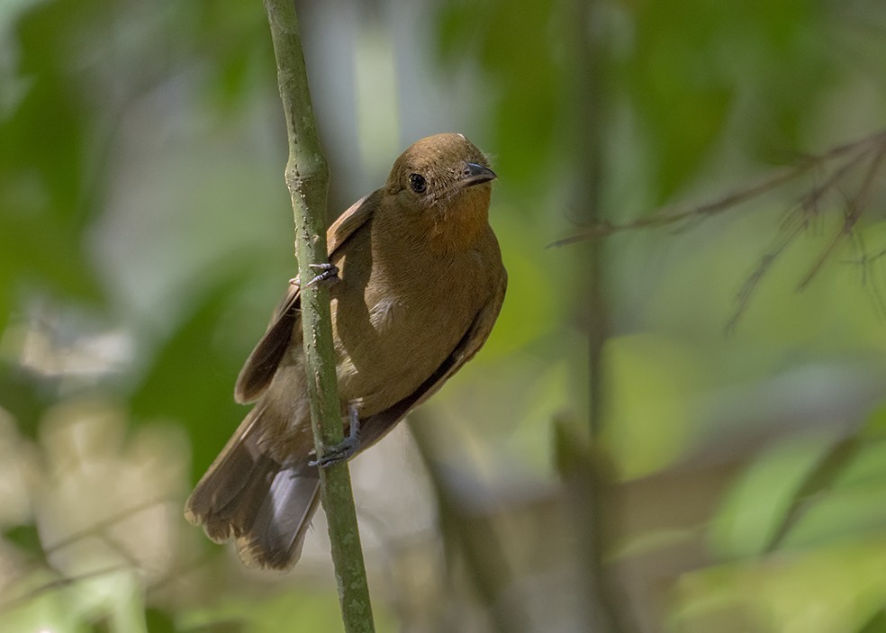 Northern Schiffornis - ML647577571