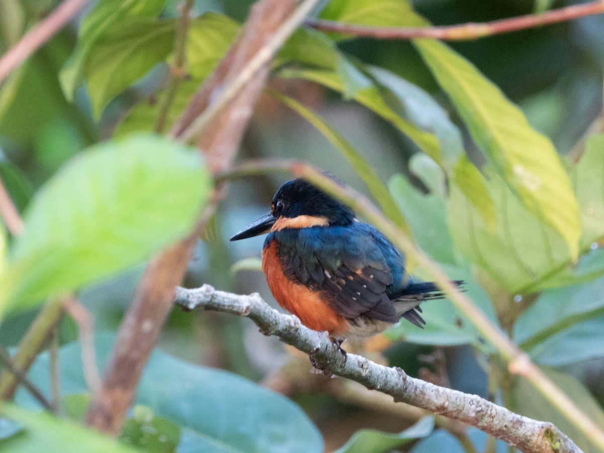 bronseisfugl - ML647577580