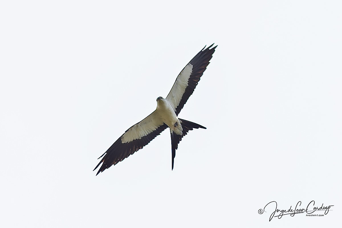 Swallow-tailed Kite - ML647577587