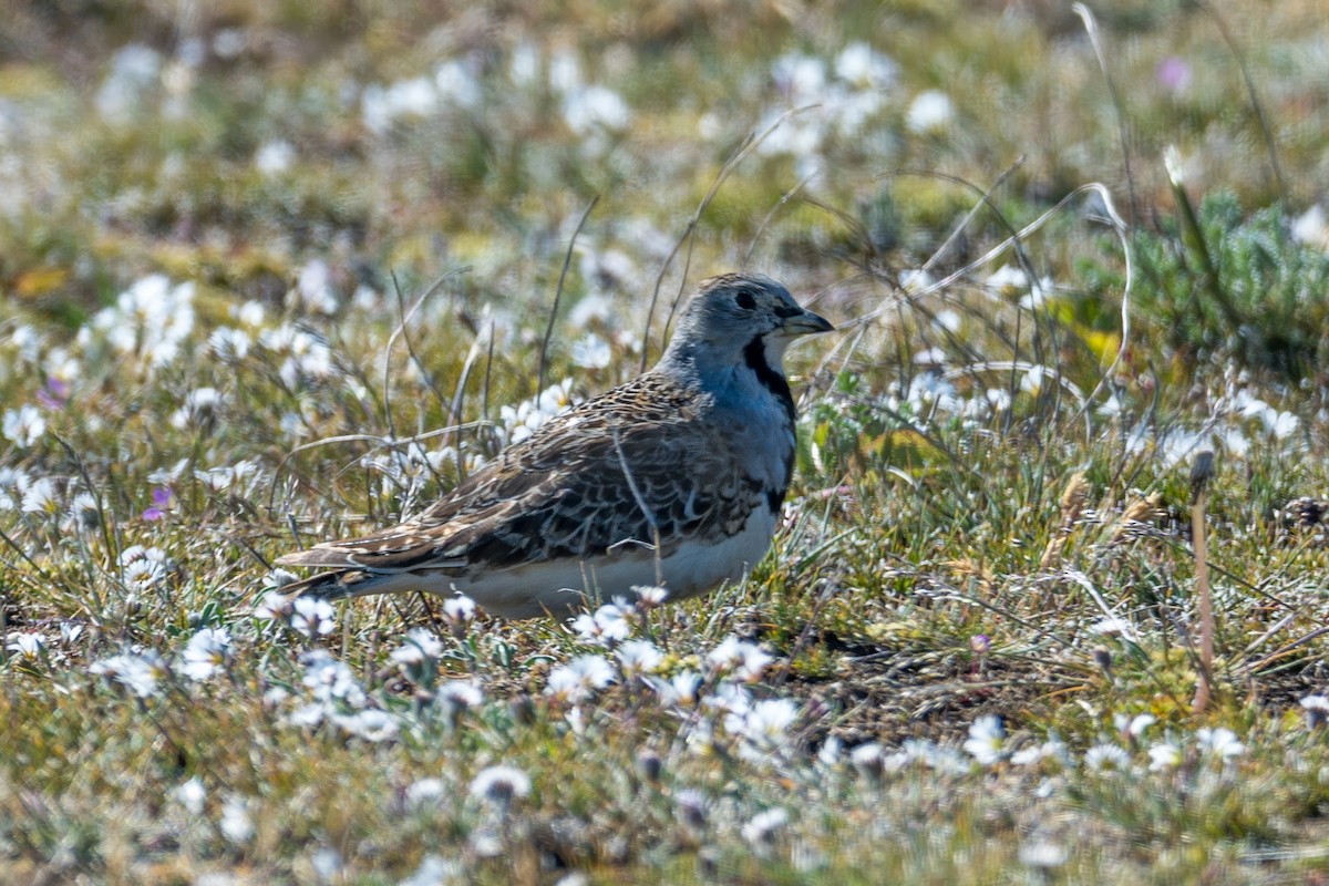 Least Seedsnipe - ML647577588