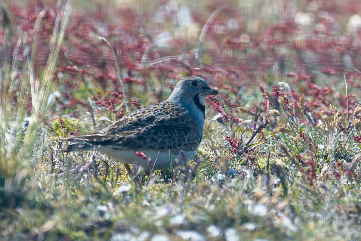 Least Seedsnipe - ML647577589