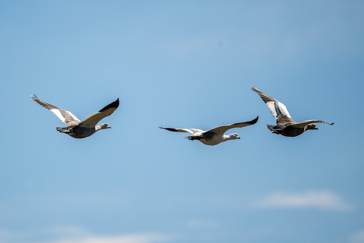 Upland Goose - ML647577609