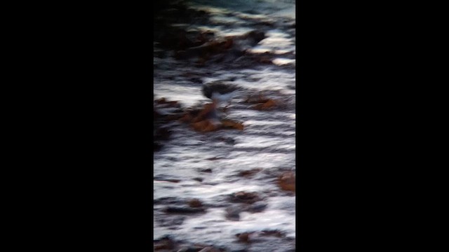 Крем'яшник звичайний - ML647577634