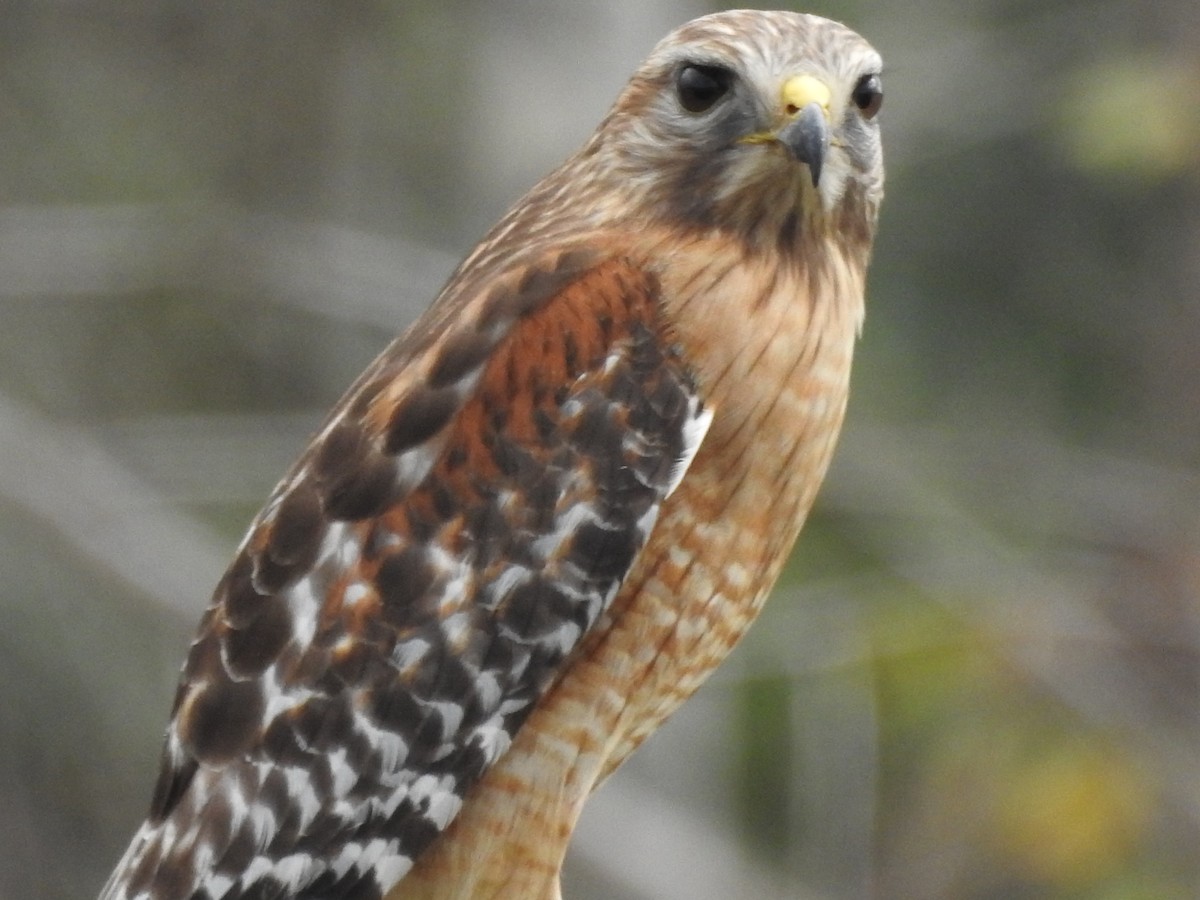 Red-shouldered Hawk - ML647577639