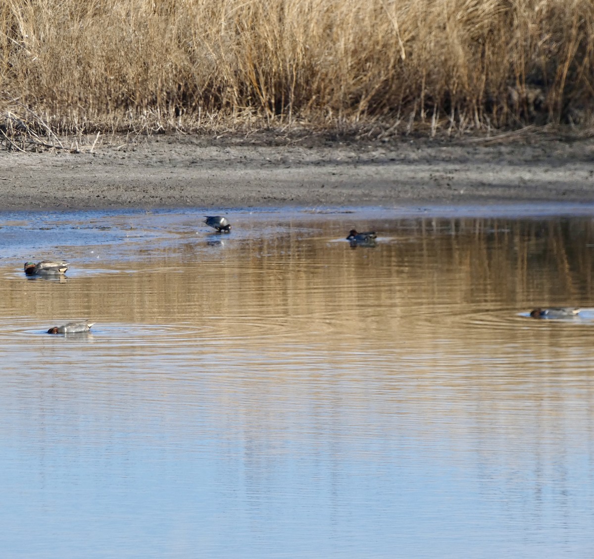 Green-winged Teal - ML647577642