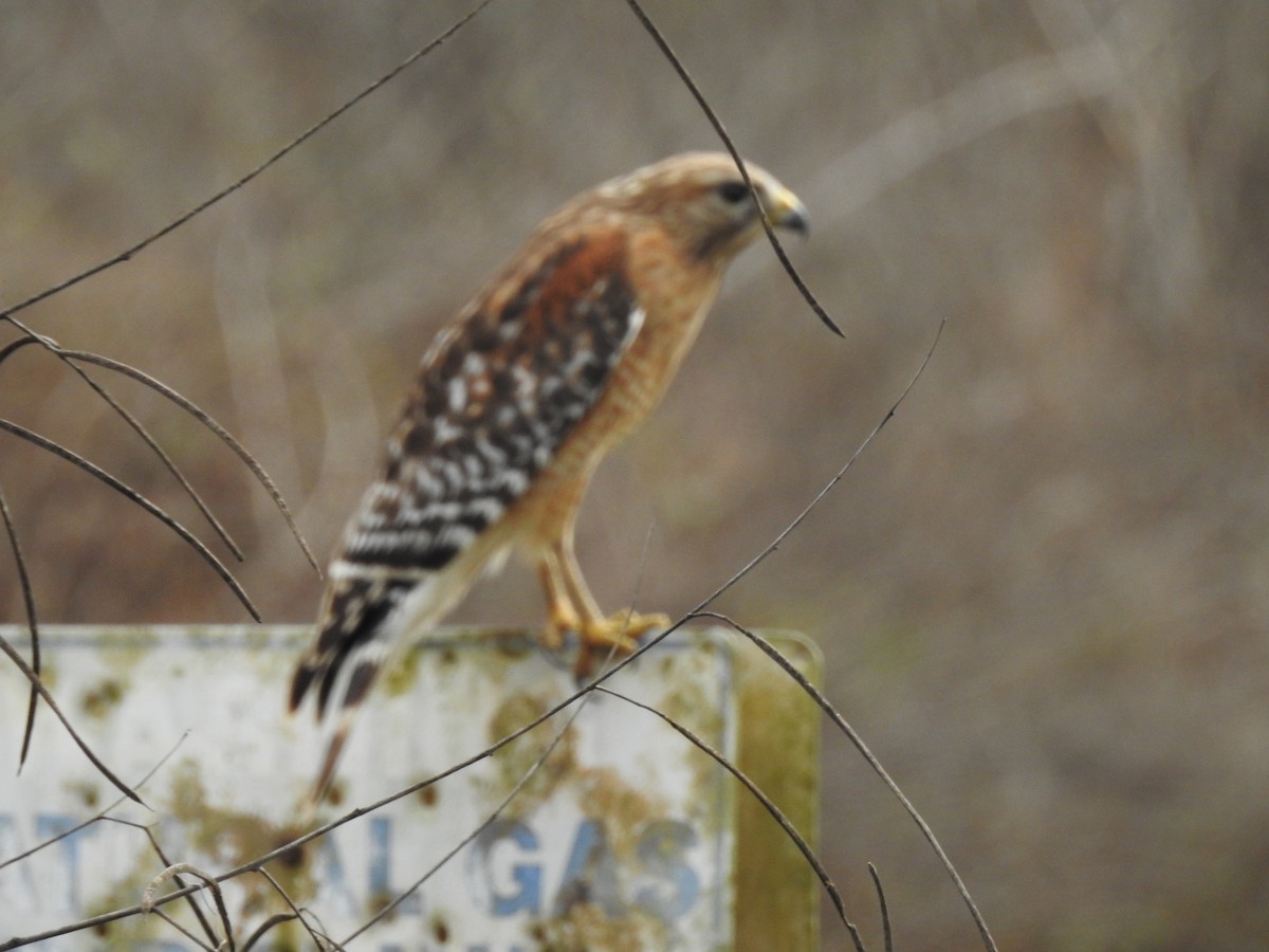 Red-shouldered Hawk - ML647577644