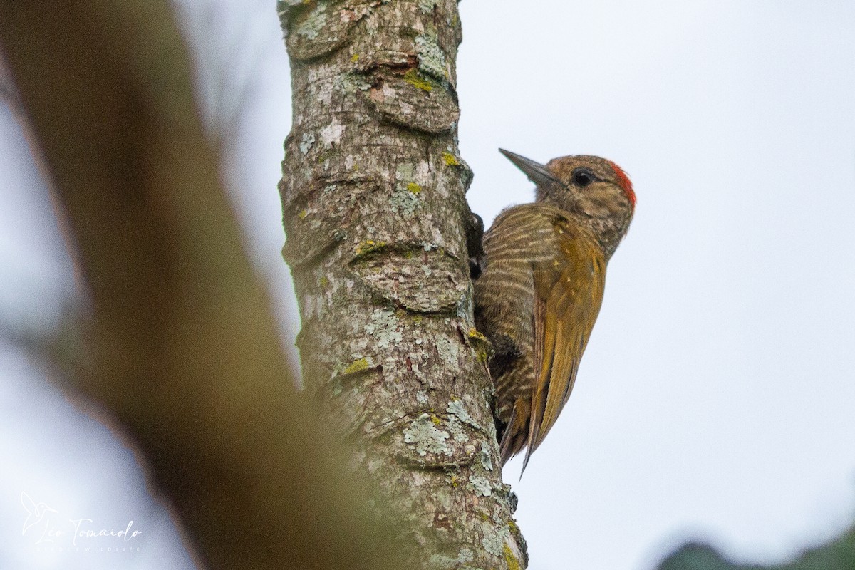 Little Woodpecker - ML647577645