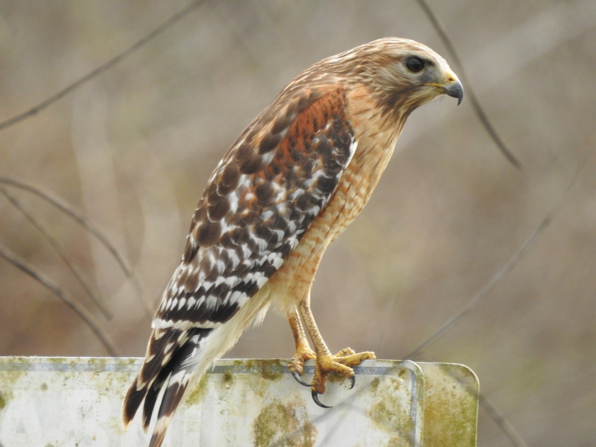 Red-shouldered Hawk - ML647577646
