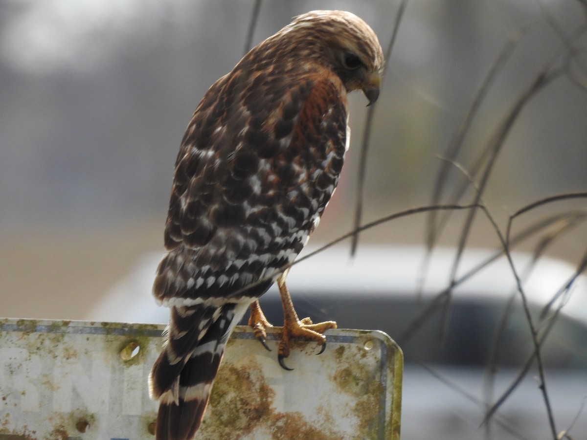 Red-shouldered Hawk - ML647577647