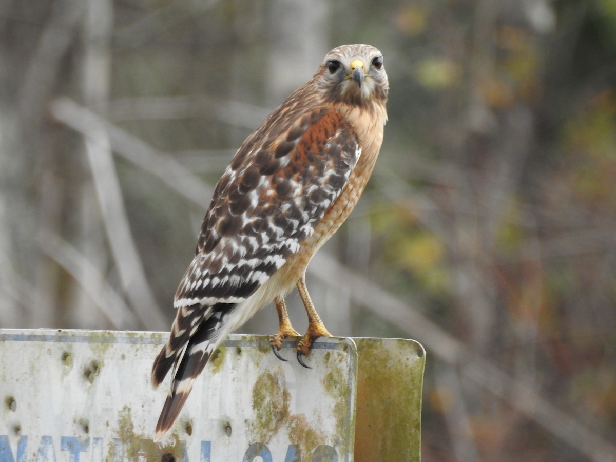 Red-shouldered Hawk - ML647577648
