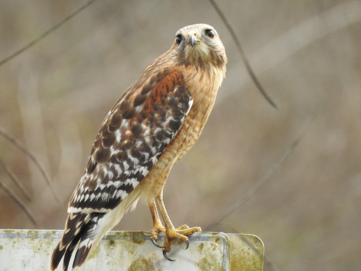 Red-shouldered Hawk - ML647577649