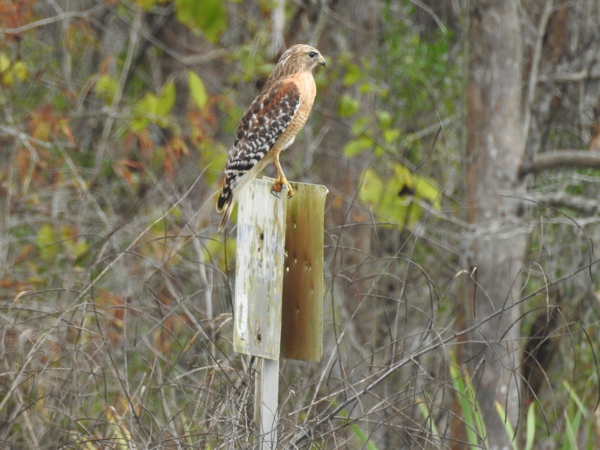Red-shouldered Hawk - ML647577650
