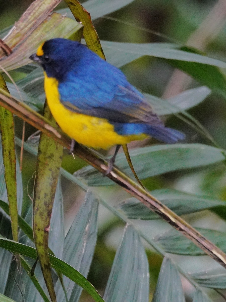 Yellow-throated Euphonia - ML647577651