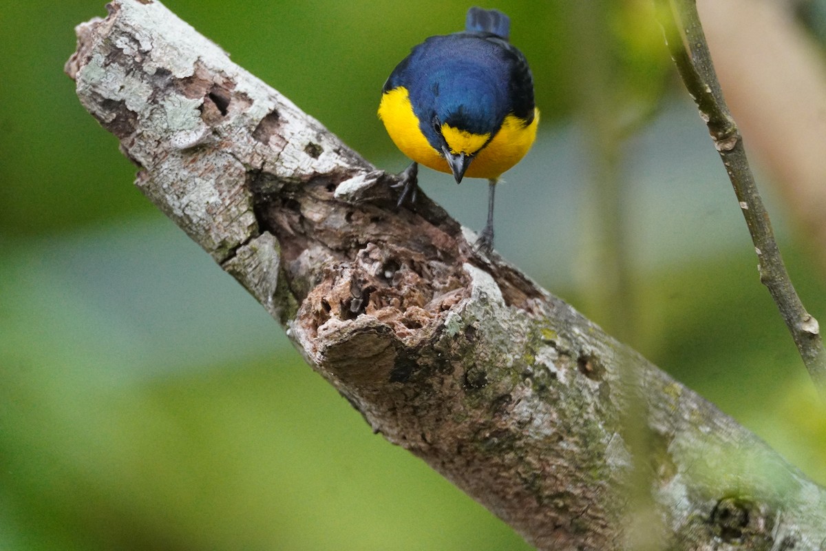 Yellow-throated Euphonia - ML647577653