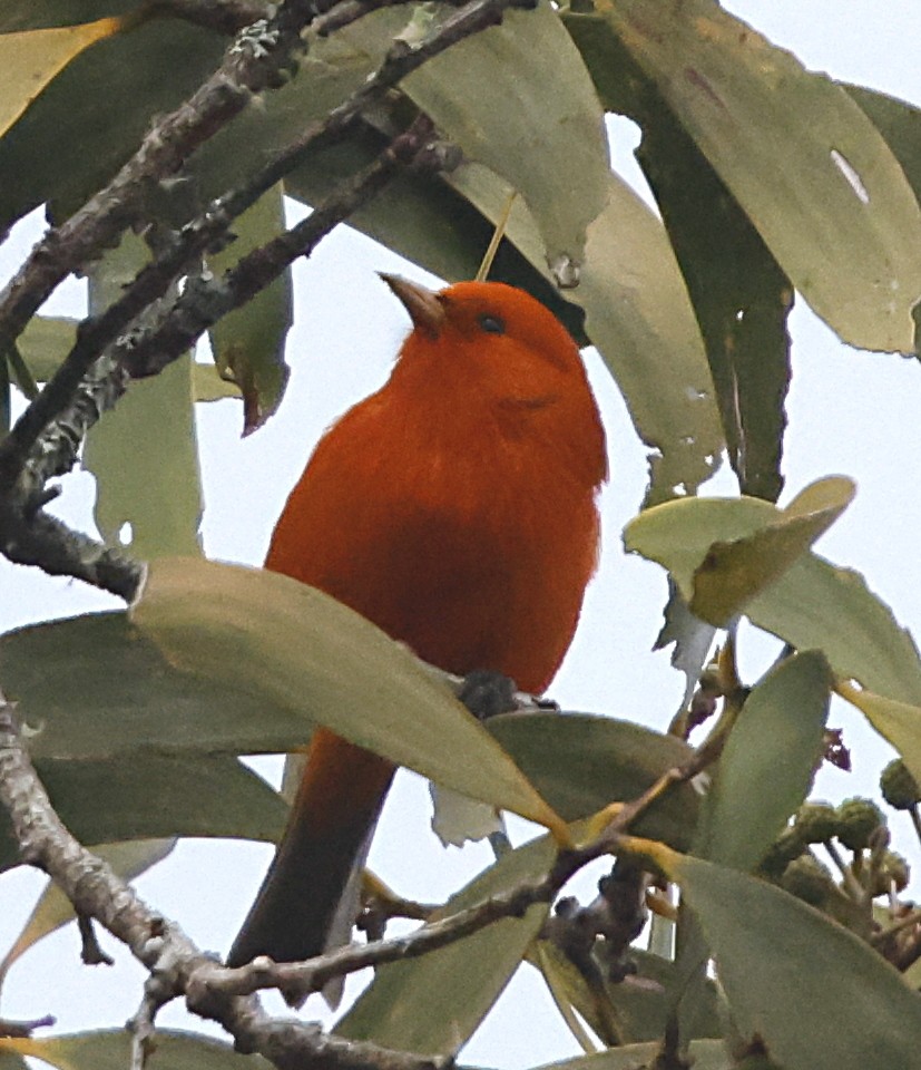 Hawaii Akepa - ML647577655