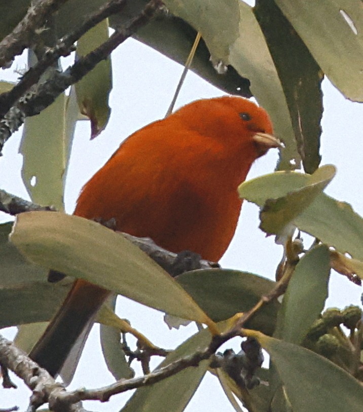 Hawaii Akepa - ML647577656