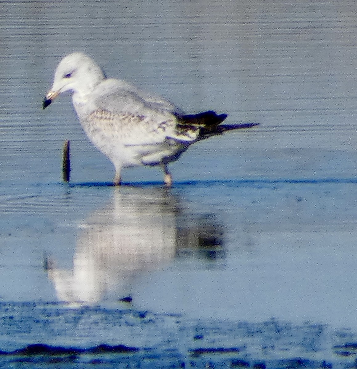 Ring-billed Gull - ML647577657