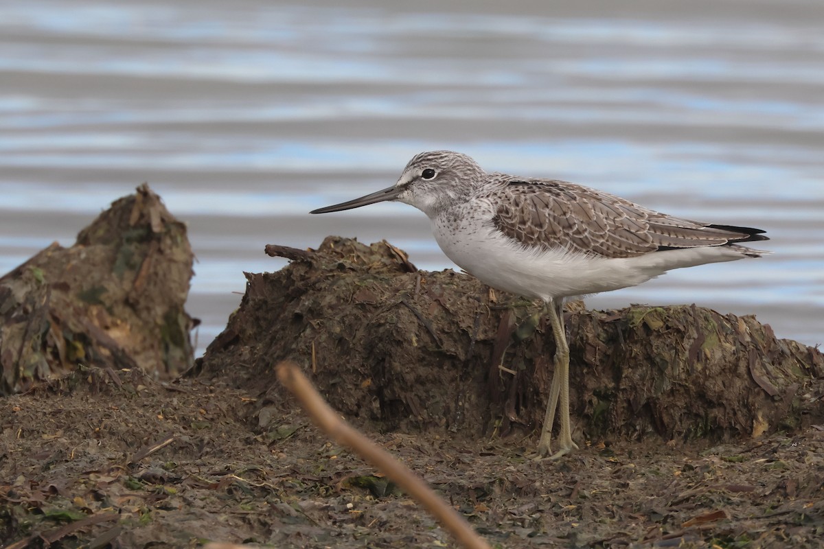 Common Greenshank - ML647577663