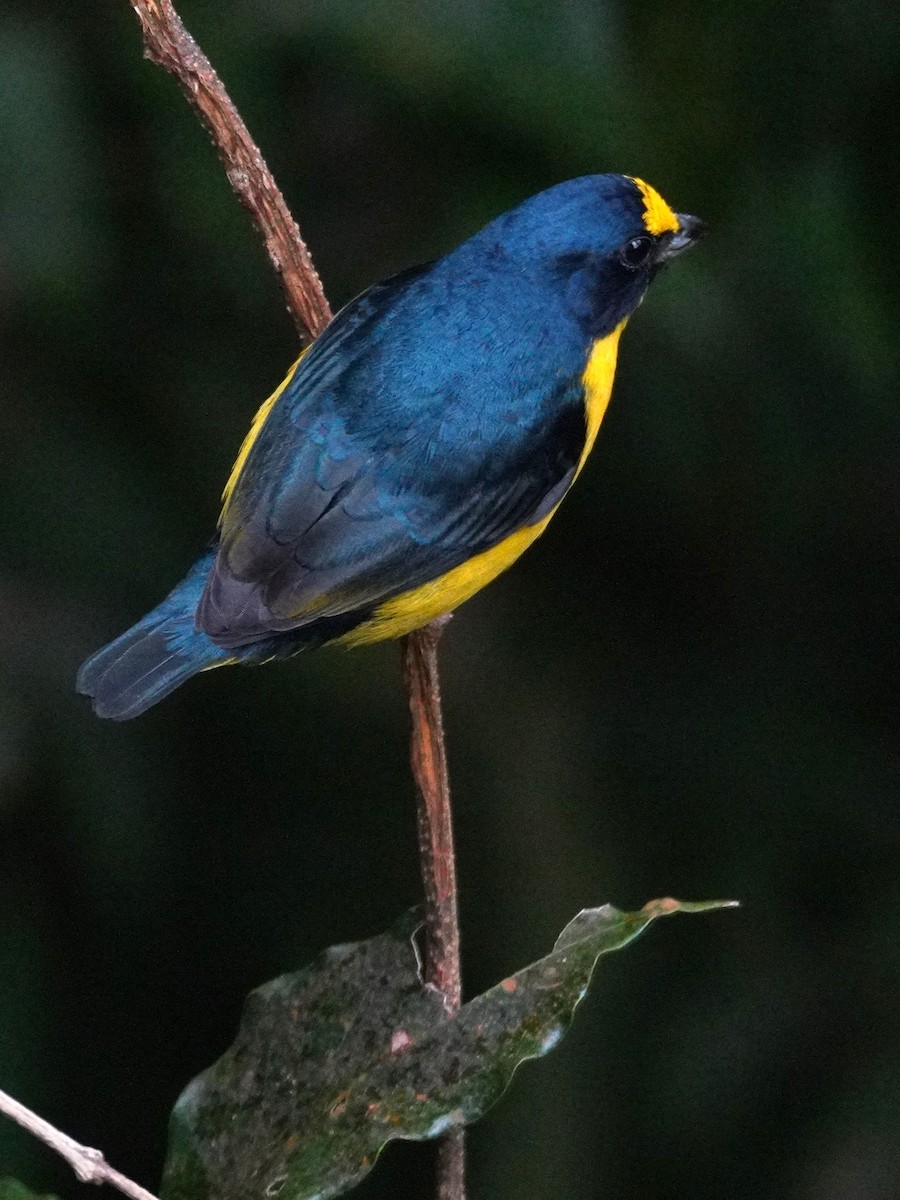 Yellow-throated Euphonia - ML647577664