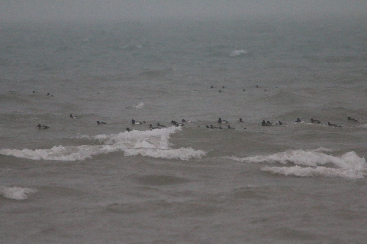 Lesser Scaup - ML647577665