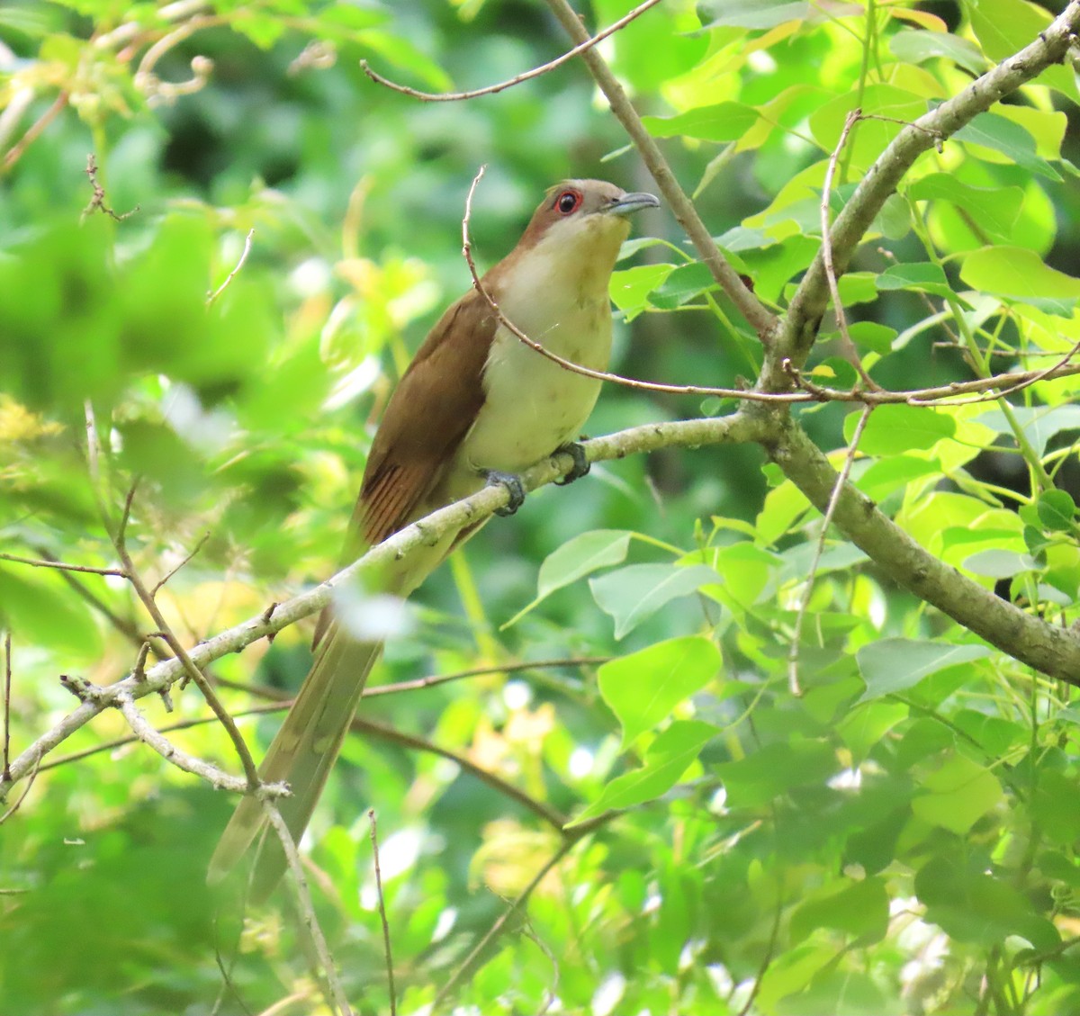 Black-billed Cuckoo - ML647577666