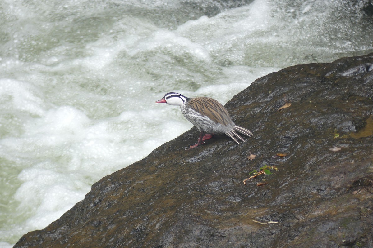Torrent Duck - ML647577667