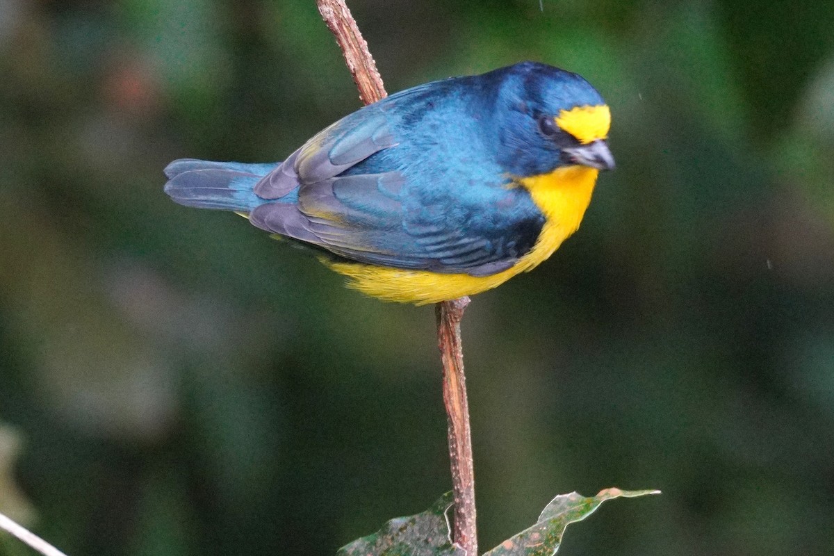 Yellow-throated Euphonia - ML647577668