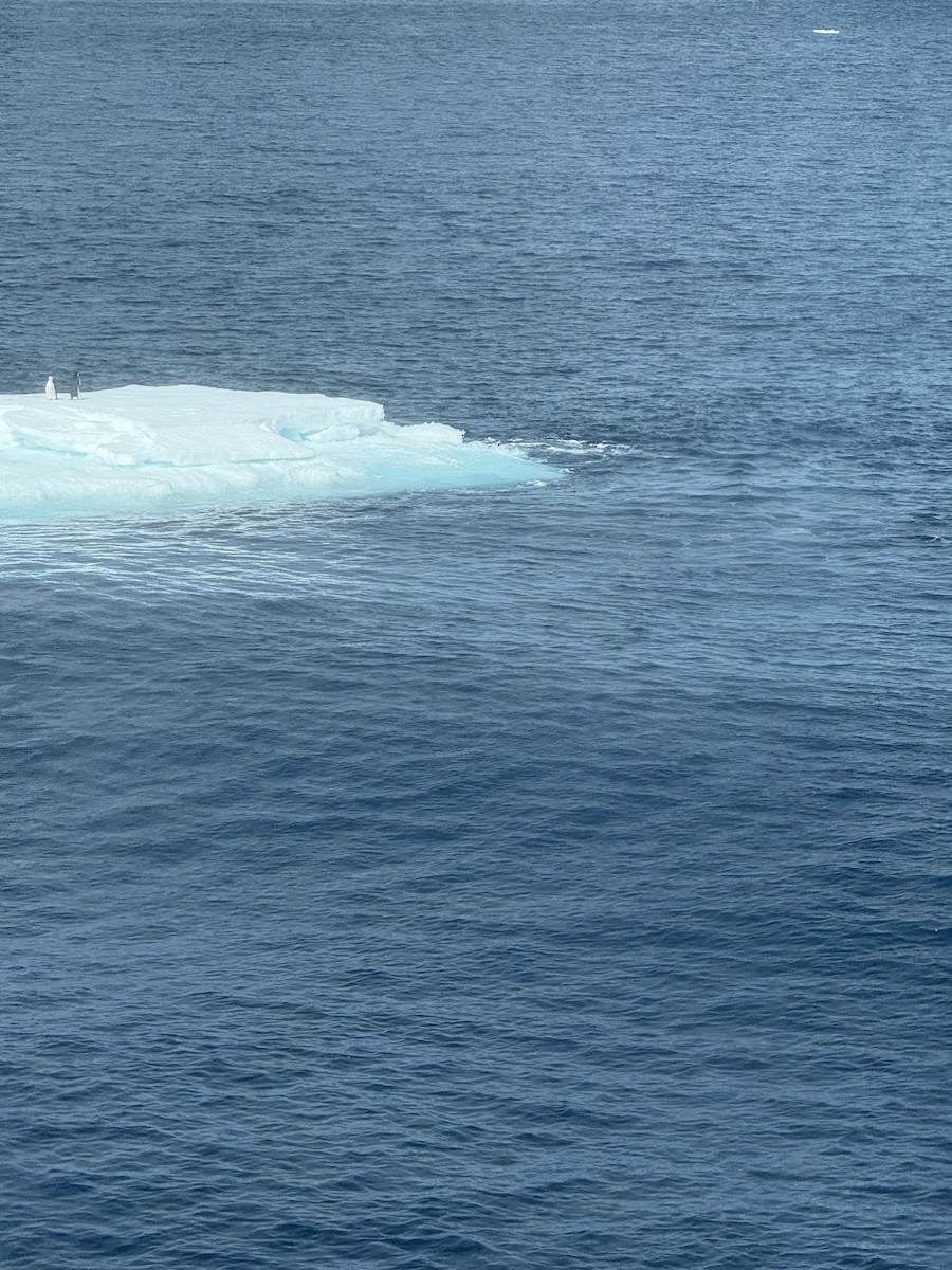 Chinstrap Penguin - ML647577670