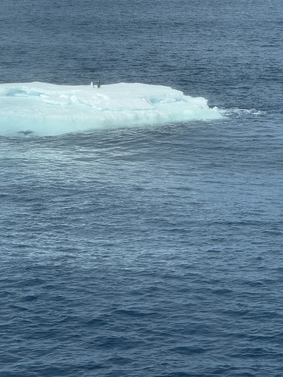 Chinstrap Penguin - ML647577671