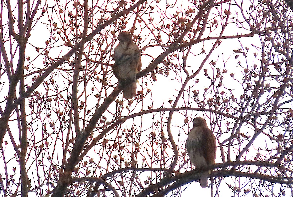 Red-tailed Hawk - ML647577672
