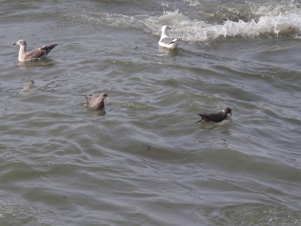 Northern Fulmar - ML647577673