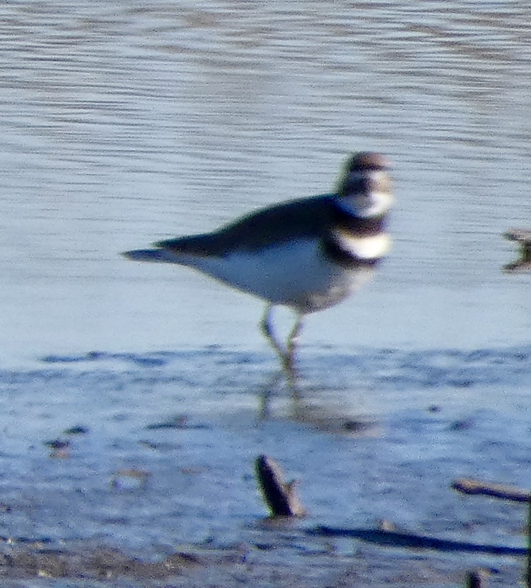 Killdeer - ML647577674