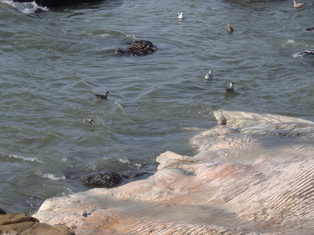 Northern Fulmar - ML647577676