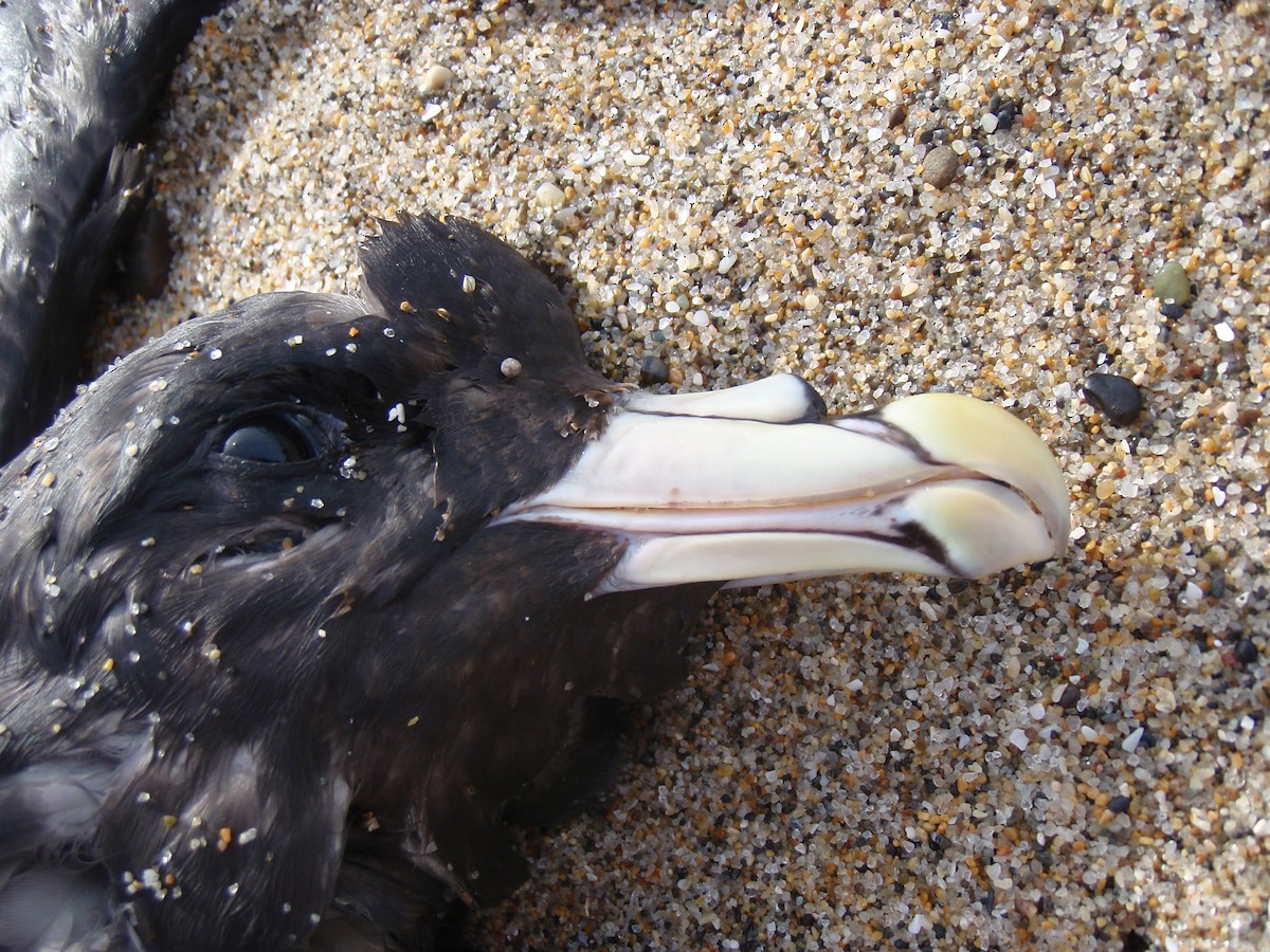 Northern Fulmar - ML647577681